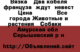  Вязка ! Два кобеля француза ,ждут  невест.. › Цена ­ 11 000 - Все города Животные и растения » Собаки   . Амурская обл.,Серышевский р-н